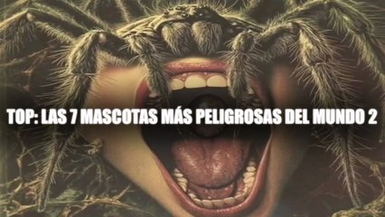 Top 7; Las Mascotas Más Peligrosas Del Mundo II