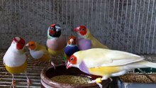 Beautiful Zebra Finch Colony