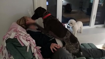 Dog loves his mommy!  - German Shorthaired Pointer kissing_licking and being a lap dog! - tsr6 (1080p, h264)