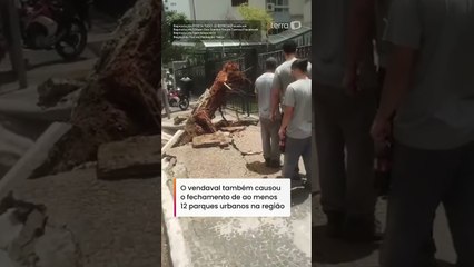 Ventania em São Paulo derruba árvores, fecha parques e deixa milhões sem energia #shorts