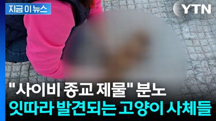 제수용 음식과 함께 발견된 고양이 사체들? "사이비 종교 제물로 쓰였다" [지금이뉴스] / YTN