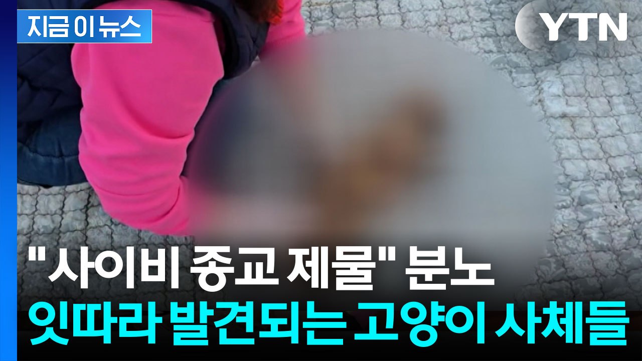 제수용 음식과 함께 발견된 고양이 사체들? "사이비 종교 제물로 쓰였다" [지금이뉴스...