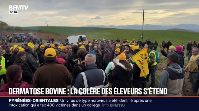 Dermatose bovine: des agriculteurs se mobilisent en Ariège contre l'abattage d'un troupeau