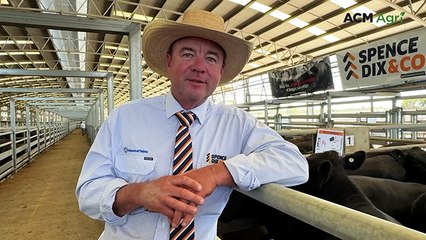 Naracoorte Angus Feature Female Sale and Weaner & Feeder Sale