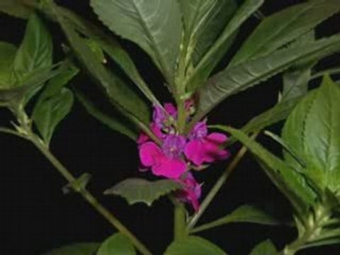 Aj Mere Man Men-[HIS MASTERS VOICE] 78rpm