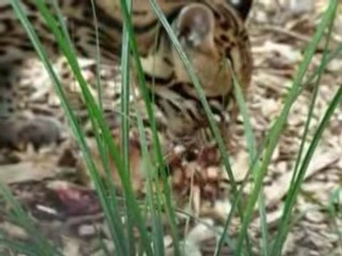 ocelot du zoo d'amiens
