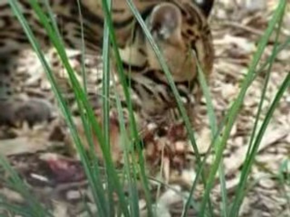ocelot du zoo d'amiens