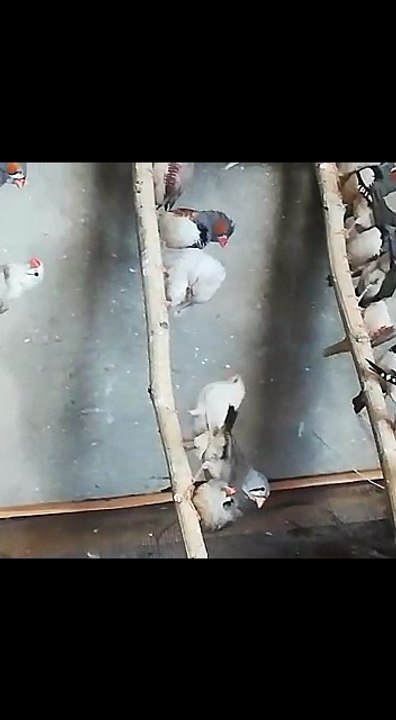 Zebra Finch Colony