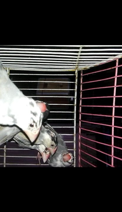 Zebra Finches In Small Cage