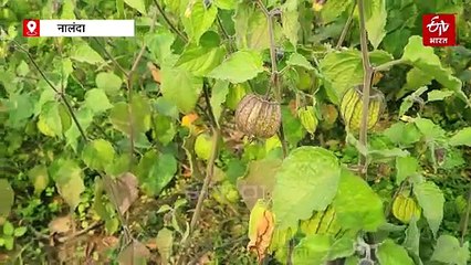 वजन घटाने का सुपरफ्रूट, नालंदा के पांच गांव में खेती कर लाखों कमा रहे किसान