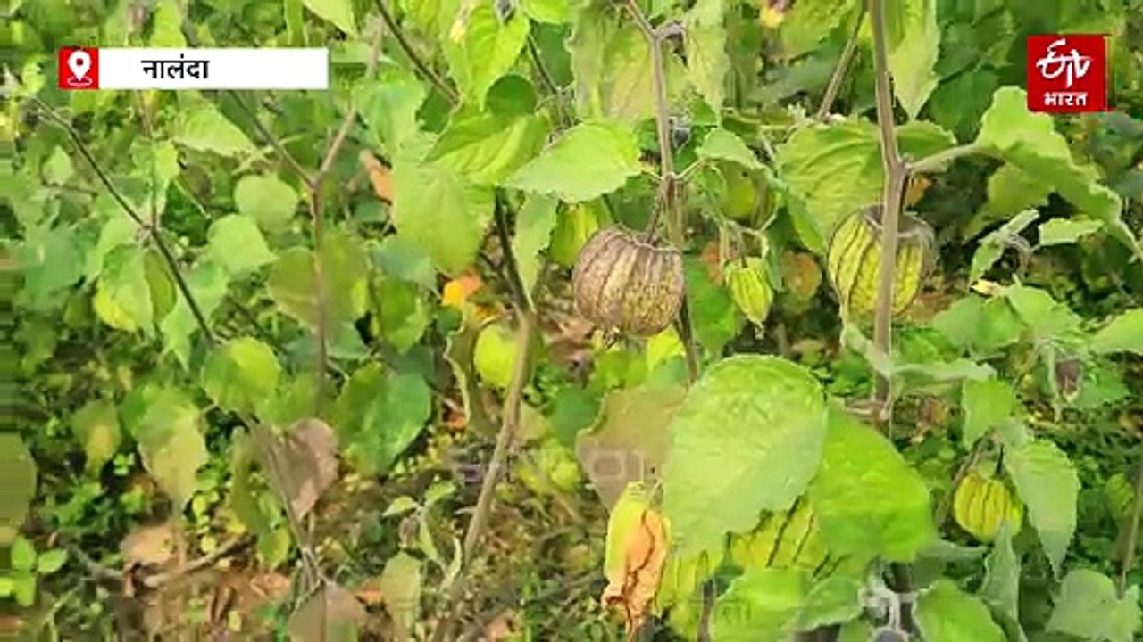 वजन घटाने का सुपरफ्रूट, नालंदा के पांच गांव में खेती कर लाखों कमा रहे किसान
