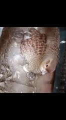 Grey Francolin Hatching Eggs And One Day Old Chicks