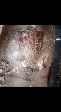Grey Francolin Hatching Eggs And One Day Old Chicks