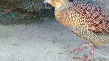 Grey Francolin