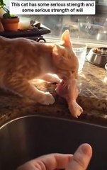 Ragnar the Cat Steals a Chicken Drumstick! 🍗 Epic Food Heist | Funny Cats