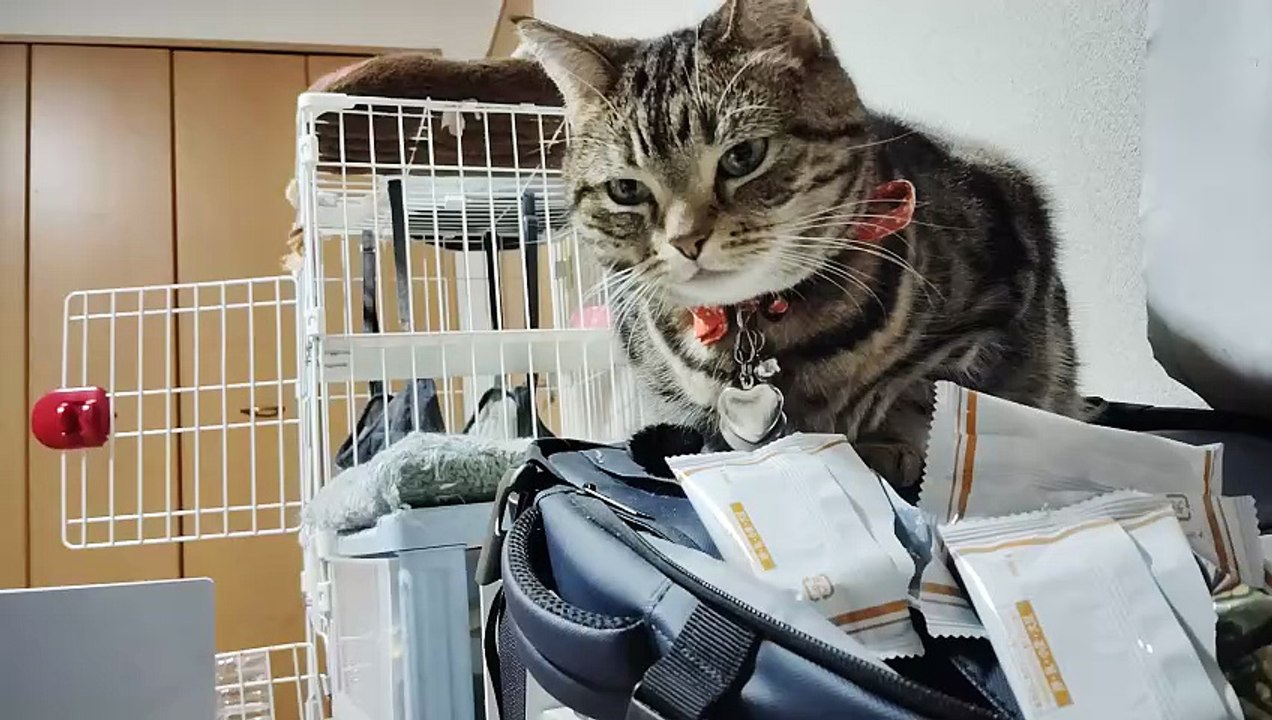 リュックの上でくつろぐシフォン2