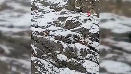 Karlı yamaçlarda nefes kesen anlar!