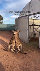 Kangaroos playing 😂😂😂