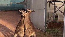 Kangaroos playing 😂😂😂