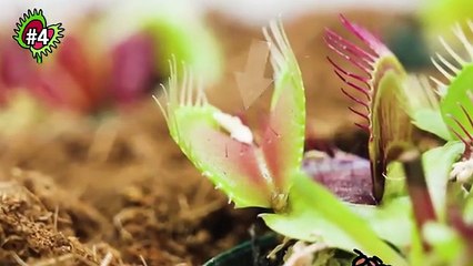 1,000 Ants vs the Deadliest Black Widow – You Won’t Believe Who Wins!