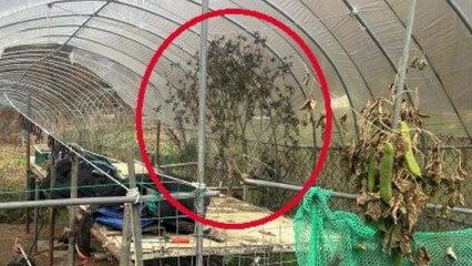 비닐하우스에서 대마 재배...경찰, 구매자 가장해 검거 / YTN