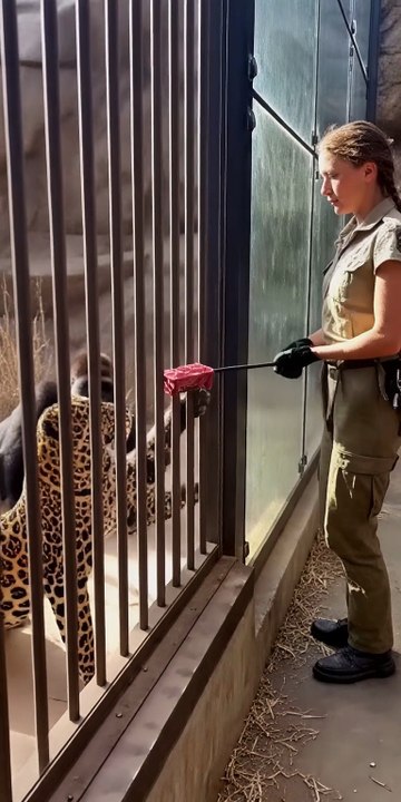 Cheetah Leaps— Gorilla Saves the Day 🐆🦍✨