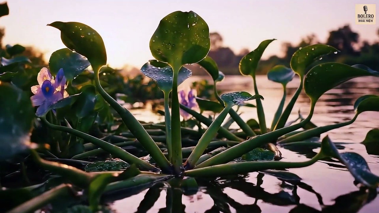 Chỉ Mình Em Khóc | Official MV Bolero | Bolero Hoài Niệm