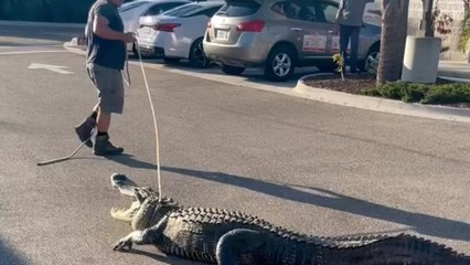 “Un altro giorno, un altro alligatore”: catturato in Florida un esemplare di oltre 3 metri