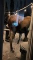 Mother and Baby Moose Eat Plants on Home's Front Porch