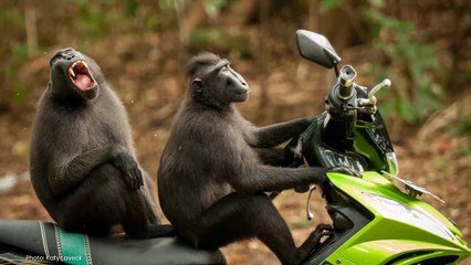 15 Funny animal pictures taken at the perfect time