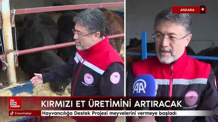 Kırmızı et üretimini artıracak hayvancılığa destek projesi meyvelerini vermeye başladı