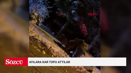 Ayılara kar topu attılar
