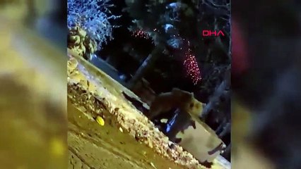 Bursa’da ayılara kar topu attılar