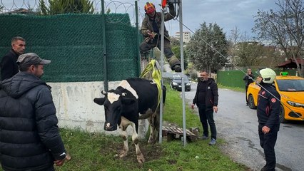 İstanbul'da direk ile duvar arasında mahsur kalan ineği itfaiye kurtardı