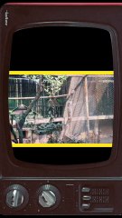 Eclectus Parrot — most colorful &  intelligent parrots in the world! 🌍#EclectusParrot #ExoticBirds #ParrotLovers #TropicalBirds #BeautifulBirds