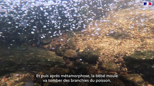 DREAL Occitanie - Plan National D'Action - #14 Les Mulettes