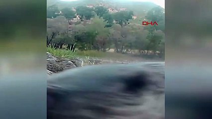 Pülümür Vadisi'nde yaşayan su samurları fotokapana böyle yansıdı