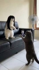 si Putih gagal jadi Tik, tokers, gara gara si Abu ngelakuin hal ini Akhirnya si Abu Lari sambil Bawa Dosa 🤣🤣🤣