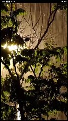 Daddy Forgot, But Mommy Remembers Full Movie | Reelshort