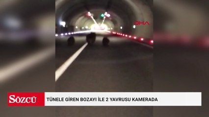 Tünele giren bozayı ile 2 yavrusu kamerada