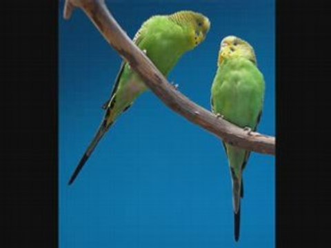 Call me Madam-Billie Worth [COLUMBIA]78rpm