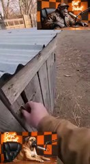 chimp podcast Kangal dog