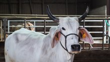 Biguine, la vache martiniquaise égérie du Salon de l'Agriculture