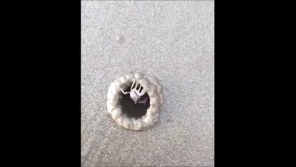 Ce crabe construit sa  maison de sable tellement rapidement