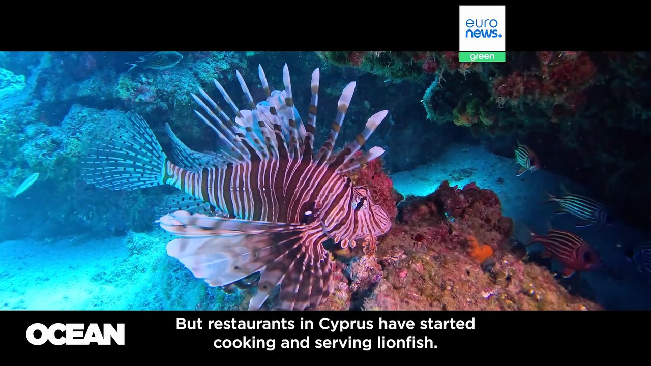 Scan before you buy: why two new apps aim to change seafood shopping