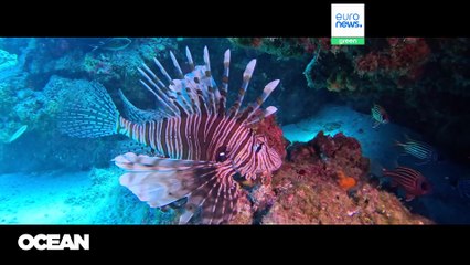 Scannen vor dem Kauf: Warum zwei neue Apps den Fischeinkauf revolutionieren wollen