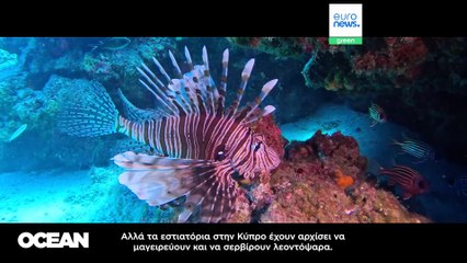 Δύο νέες εφαρμογές φιλοδοξούν να αλλάξουν το ψάρεμα και την αγορά ψαριών - Αποστολή στην Κύπρο