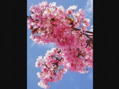 Cherry pink Eddie Calvert [COLUMBIA] 78rpm