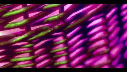 Horror Short Film _Lode_ _ ALTER _ Starring Tamzin Outhwaite