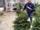 Comment garder son sapin frais jusqu’à Noël (et bien après…) - Reportage TL7 - TL7, Télévision loire 7